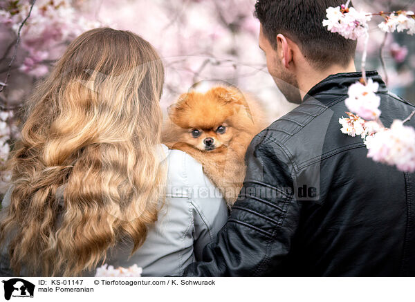 Zwergspitz R�de / male Pomeranian / KS-01147