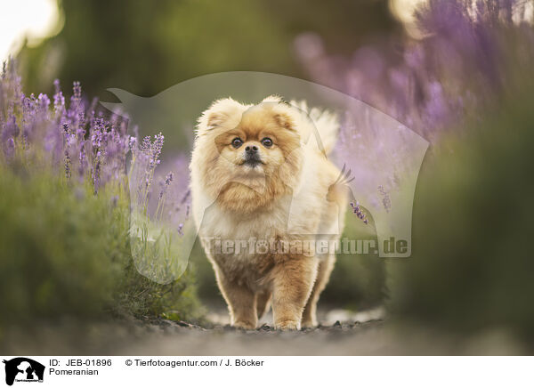 Zwergspitz / Pomeranian / JEB-01896