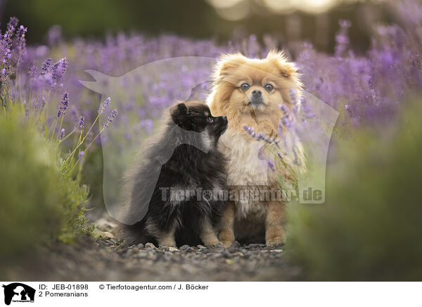 2 Zwergspitze / 2 Pomeranians / JEB-01898