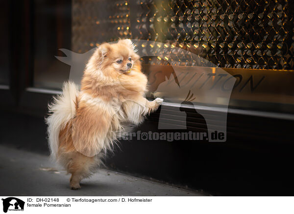 Zwergspitz H�ndin / female Pomeranian / DH-02148