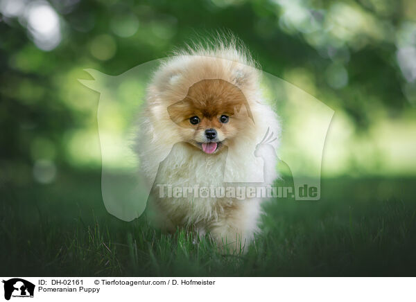Zwergspitz Welpe / Pomeranian Puppy / DH-02161