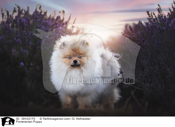 Zwergspitz Welpe / Pomeranian Puppy / DH-02170