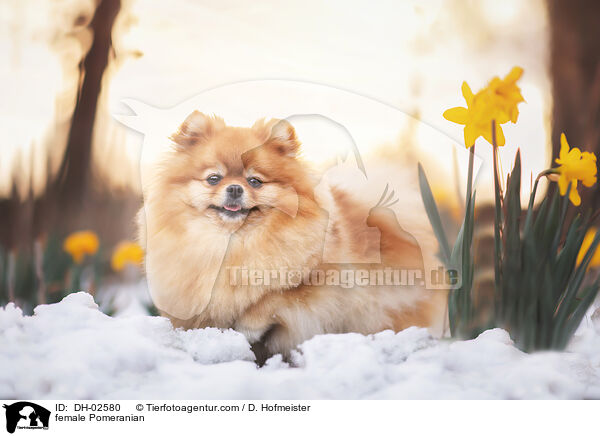 Zwergspitz Hndin / female Pomeranian / DH-02580