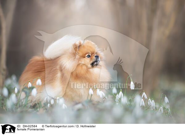 Zwergspitz Hndin / female Pomeranian / DH-02584