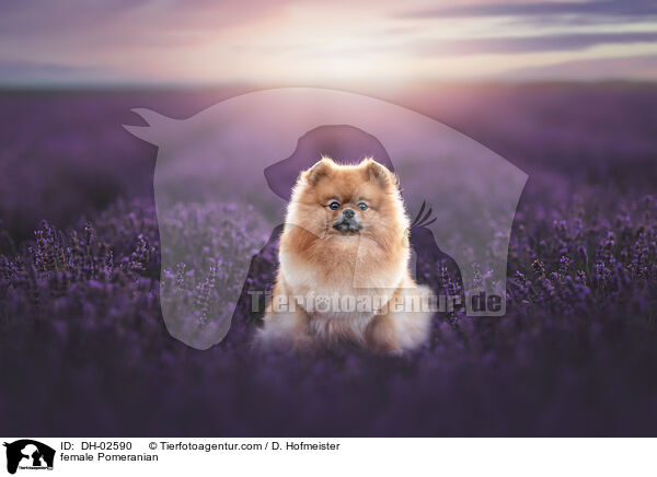 Zwergspitz H�ndin / female Pomeranian / DH-02590