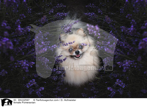 Zwergspitz Hndin / female Pomeranian / DH-02597