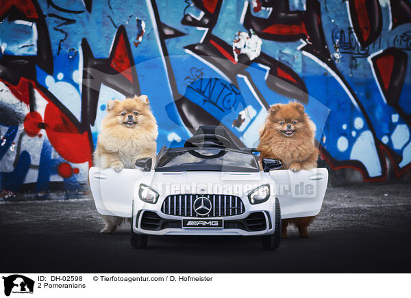 2 Zwergspitze / 2 Pomeranians / DH-02598