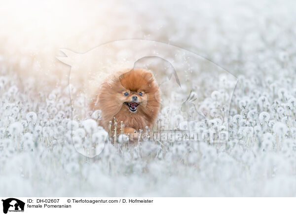 Zwergspitz Hndin / female Pomeranian / DH-02607