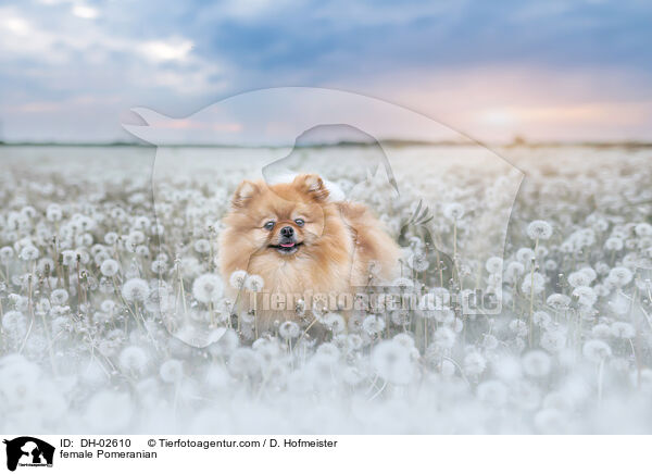 Zwergspitz Hndin / female Pomeranian / DH-02610