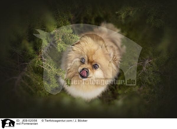 roter Zwergspitz / red Pomeranian / JEB-02058