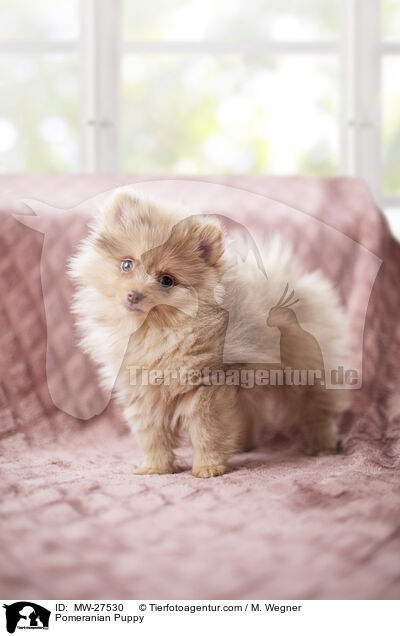 Zwergspitz Welpe / Pomeranian Puppy / MW-27530