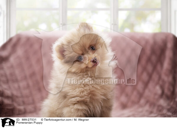 Zwergspitz Welpe / Pomeranian Puppy / MW-27531