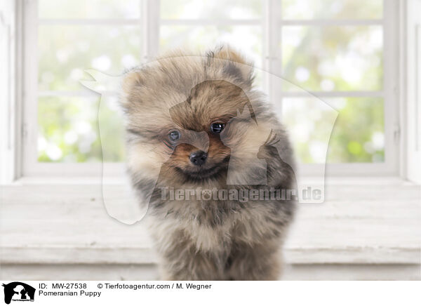 Zwergspitz Welpe / Pomeranian Puppy / MW-27538