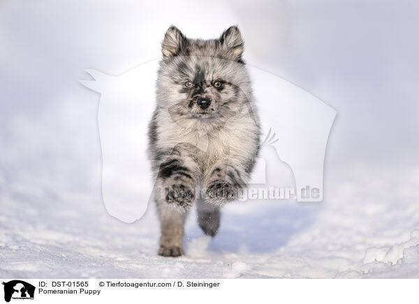 Zwergspitz Welpe / Pomeranian Puppy / DST-01565