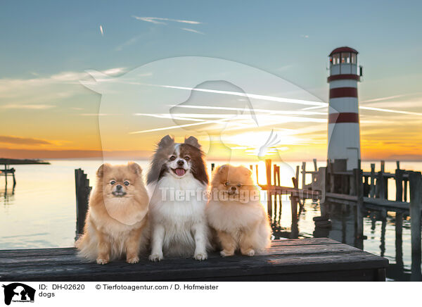Hunde / dogs / DH-02620