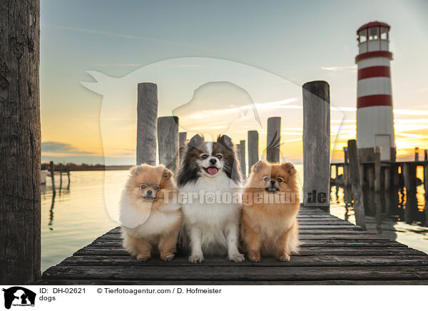 dogs / DH-02621