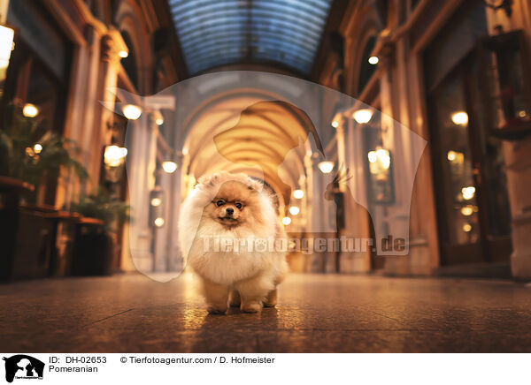Zwergspitz / Pomeranian / DH-02653