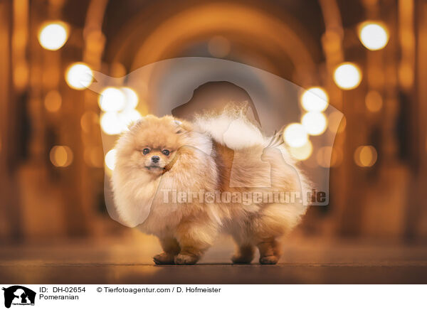 Zwergspitz / Pomeranian / DH-02654