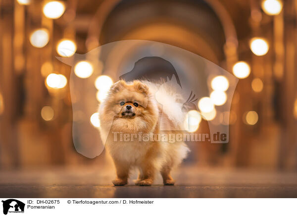 Zwergspitz / Pomeranian / DH-02675