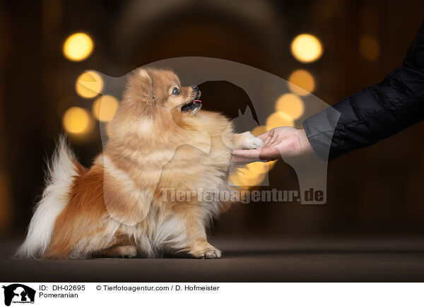 Zwergspitz / Pomeranian / DH-02695