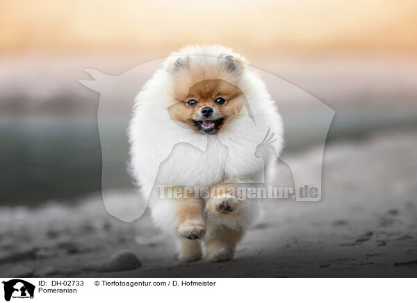 Zwergspitz / Pomeranian / DH-02733