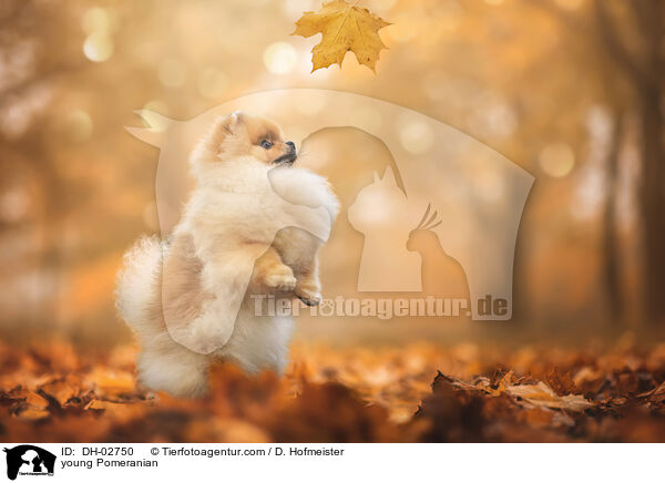 young Pomeranian / DH-02750