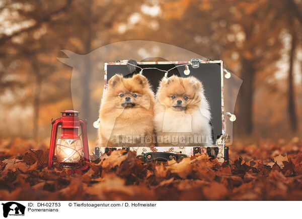 Zwergspitze / Pomeranians / DH-02753