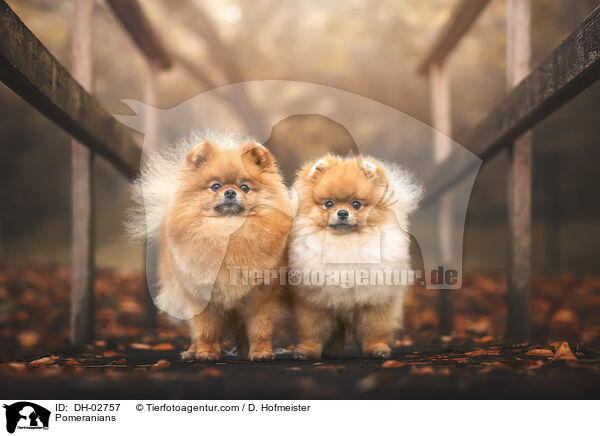 Pomeranians / DH-02757