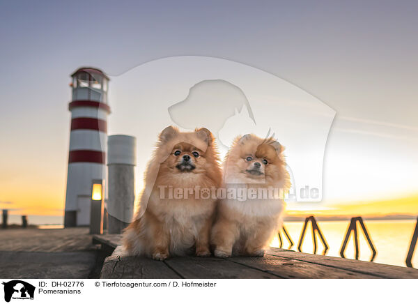 Zwergspitze / Pomeranians / DH-02776