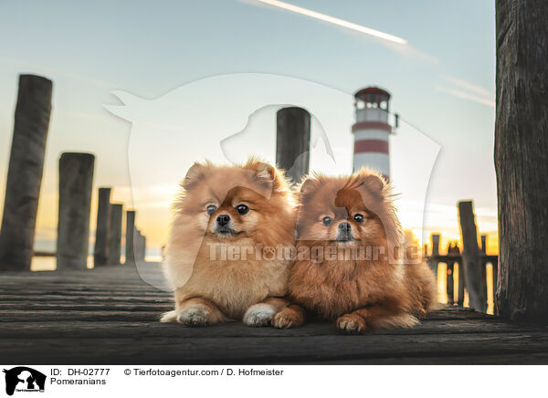 Zwergspitze / Pomeranians / DH-02777