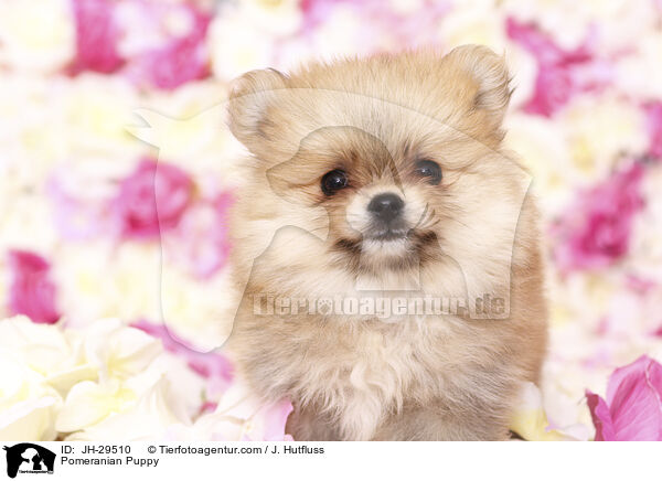 Pomeranian Puppy / JH-29510