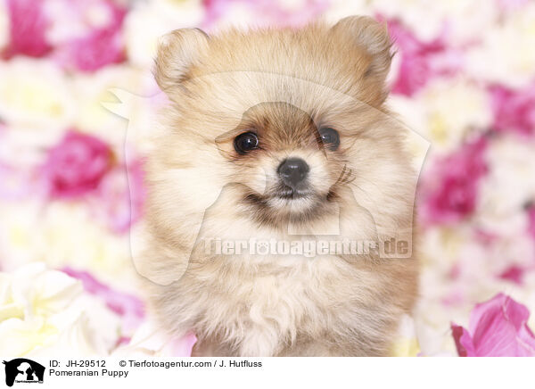 Pomeranian Puppy / JH-29512