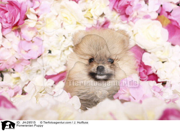 Pomeranian Puppy / JH-29515