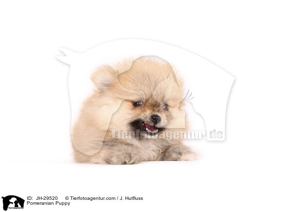 Zwergspitz Welpe / Pomeranian Puppy / JH-29520