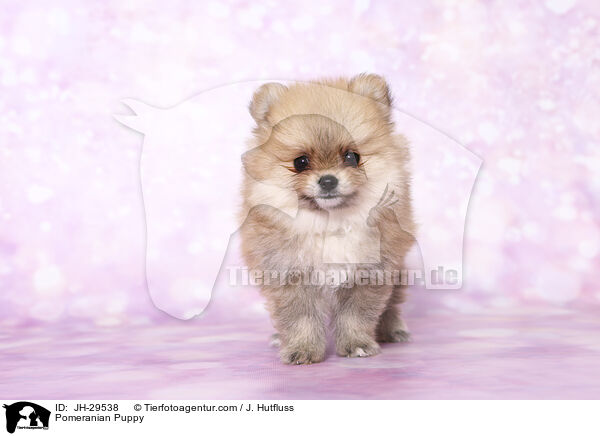 Pomeranian Puppy / JH-29538