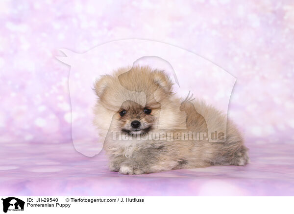 Pomeranian Puppy / JH-29540