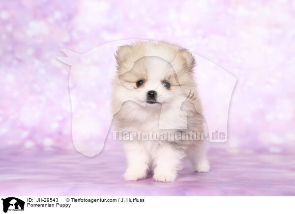 Pomeranian Puppy / JH-29543