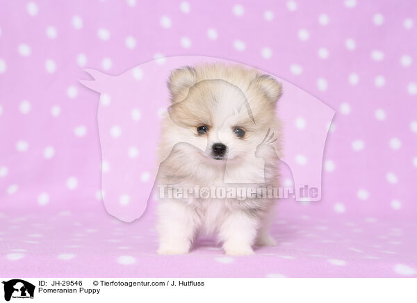 Zwergspitz Welpe / Pomeranian Puppy / JH-29546