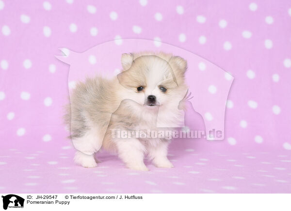 Zwergspitz Welpe / Pomeranian Puppy / JH-29547
