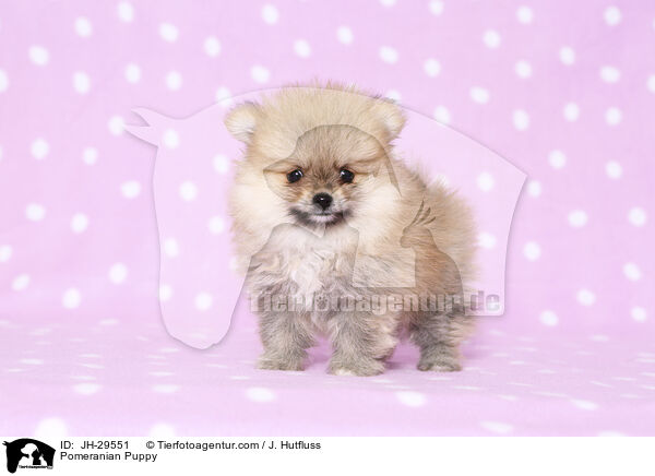 Pomeranian Puppy / JH-29551