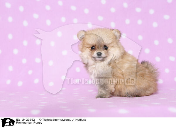 Pomeranian Puppy / JH-29552