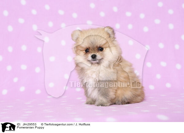 Pomeranian Puppy / JH-29553