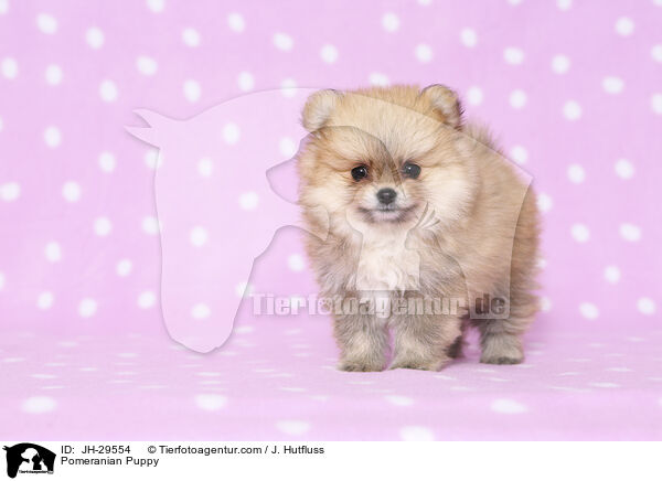 Pomeranian Puppy / JH-29554