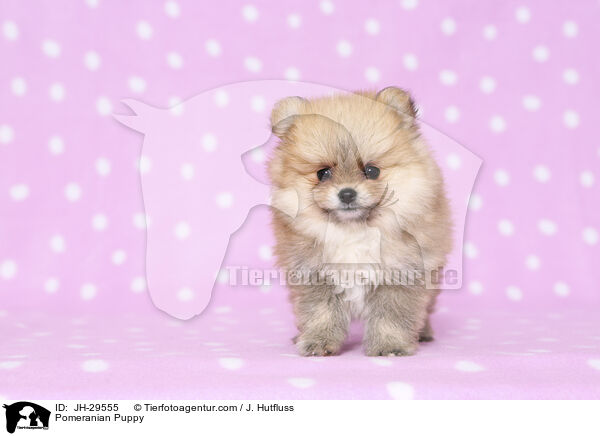Pomeranian Puppy / JH-29555