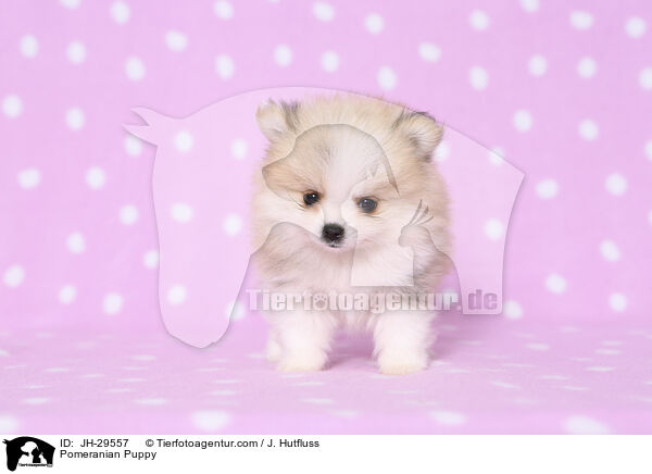 Pomeranian Puppy / JH-29557