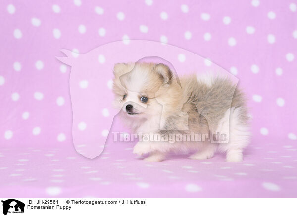 Zwergspitz Welpe / Pomeranian Puppy / JH-29561
