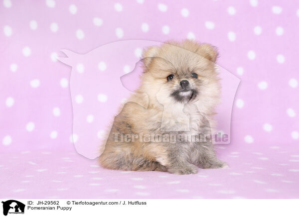 Pomeranian Puppy / JH-29562