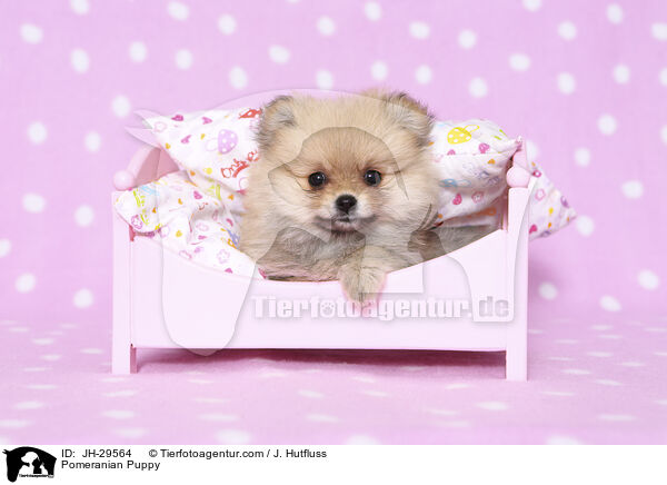 Zwergspitz Welpe / Pomeranian Puppy / JH-29564