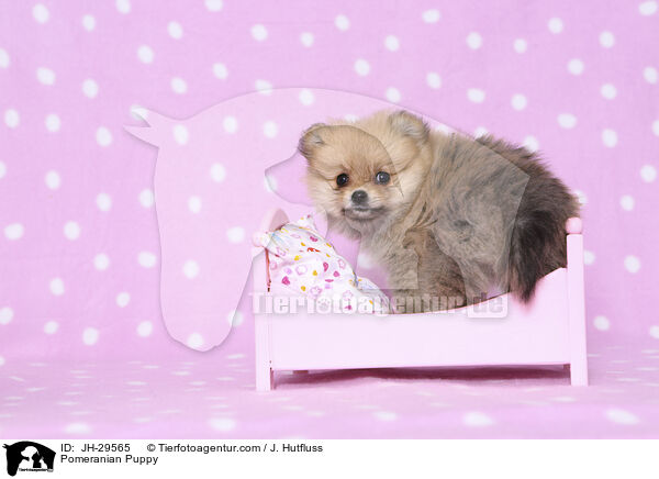 Pomeranian Puppy / JH-29565