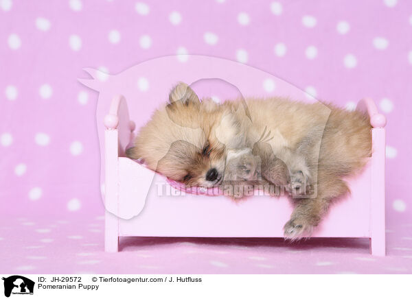 Pomeranian Puppy / JH-29572